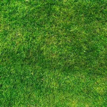 Green grass background. texture Stock Photos