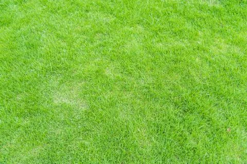 Green grass background texture. 스톡 사진