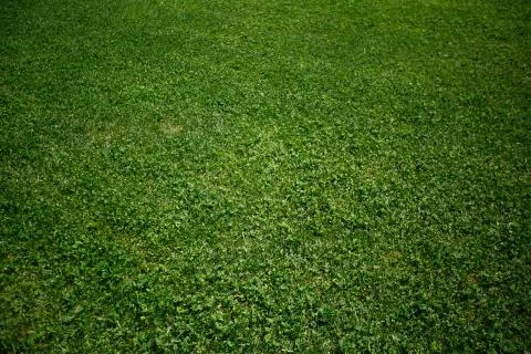 Green grass background texture Stock Photos