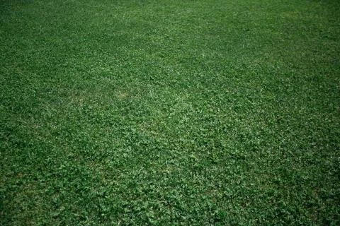 Green grass background texture Stock-Fotos