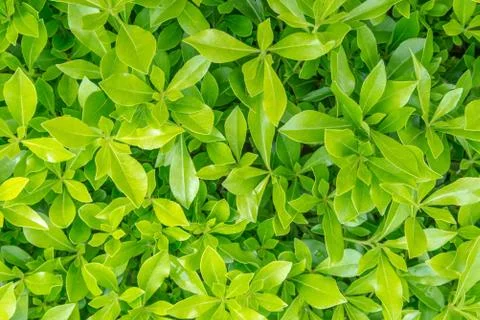 Green grass. Background texture Foto stock