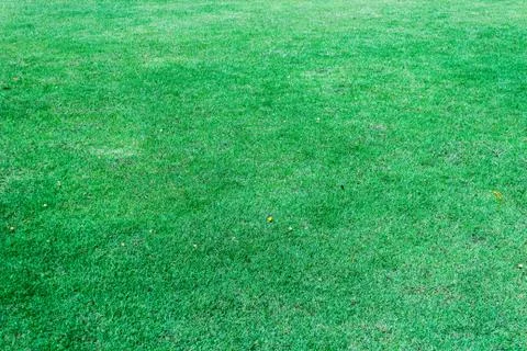 Green grass background texture Stock Photos