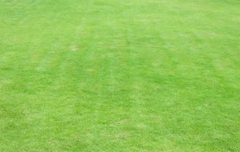 Green grass background texture Stock Photos