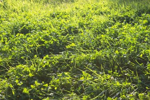 Green grass background texture Stock Photos