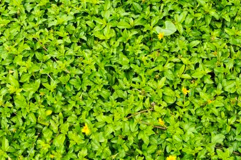 Green grass background texture. Stock Photos