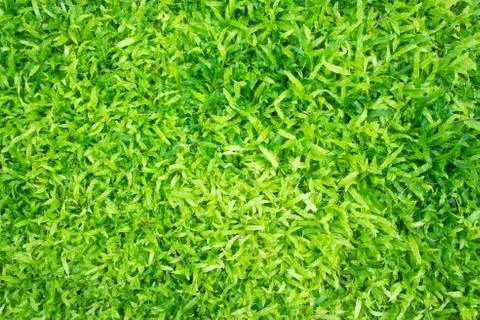 Green grass background texture. Stock Photos