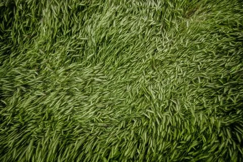 Green grass background texture Stock Photos