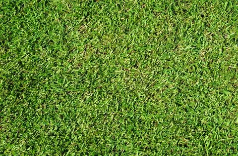 Green grass background texture Stock Photos