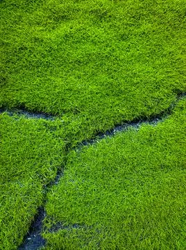 Green Grass as the background texture Stock Photos