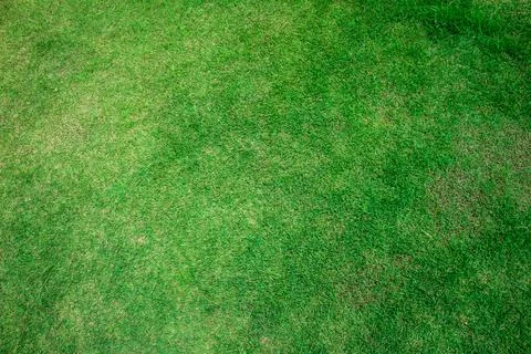 Green grass background texture. Stock Photos