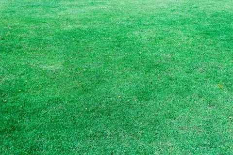 Green grass background texture Stock Photos