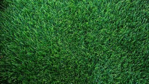 Green grass background texture. Soccer field synthetic turf. Stock Photos