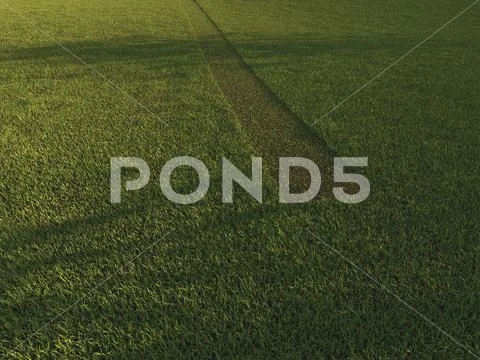 Green grass background texture straight Stock Illustrationen
