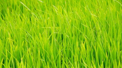 Green grass background texture straight Stock Photos