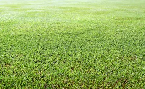 Green grass background texture straight Stock Photos