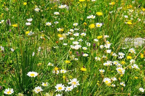 Green grass background texture. The stylized image. 스톡 사진