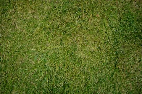 Green grass background texture .top view . The texture of green grass for the Stock Photos