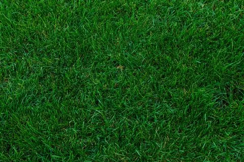 Green grass background texture .top view. Stock Photos