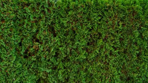 Green grass background texture .top view. Stock Photos