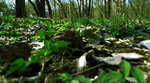 Green grass background Timelapse Stock Footage 49561459