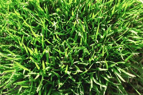 Green grass background top view. Young sprouts of lush green grass. Stock Photos