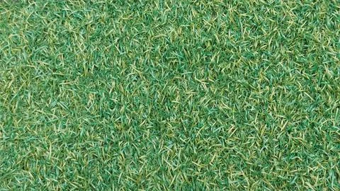 Green grass background top view Stock Photos