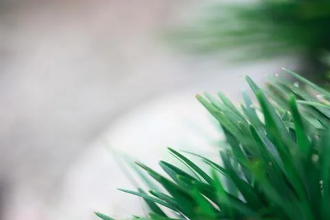 Green grass for background use Stock Photos