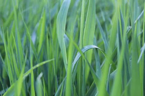 Green grass background view from the side close up Stock Photos