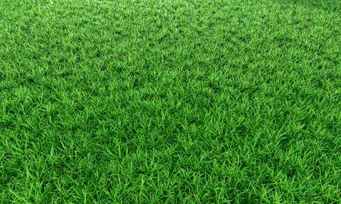 Green grass background vignette or the naturally walls texture . Top view Fre Stock Illustration