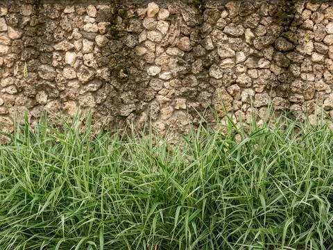 Green grass on the background of a wall made of natural stone. Stock Photos