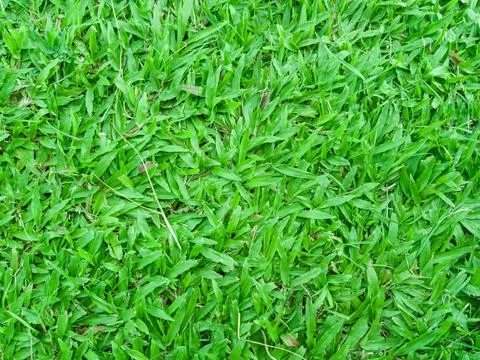 Green grass background wallpaper Stock Photos
