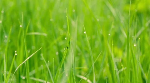 Green grass background with water drops. Stock Footage 38025374