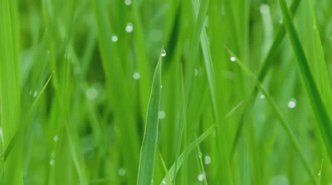 Green grass background with water drops. Stock Footage 38025466