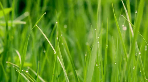 Green grass background with water drops. HD shot with slider. Stock Footage 38025475