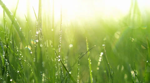 Green Grass Background With Water Drops. Slow Motion 240 fps. Full HD 1080p 動画素材 38921141
