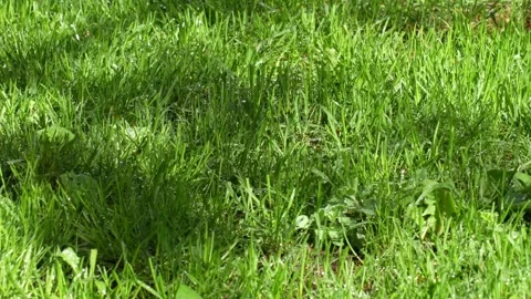 Green grass background with water splashes Stock Footage 277421986