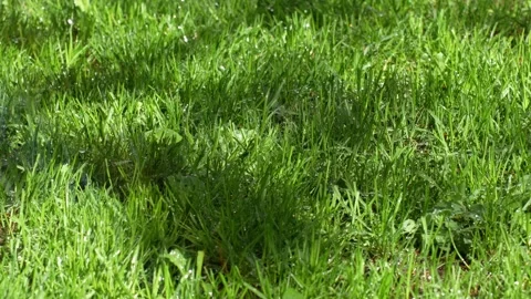 Green grass background with water splashes Stock Footage 277421989