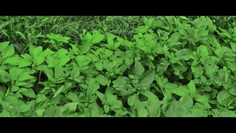 Green grass background with windblown leaves Stock Footage 292126627