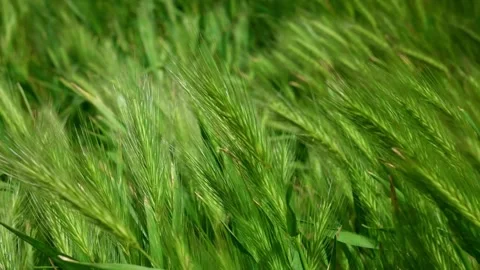Green grass background on a windy day Stock Footage 308812331