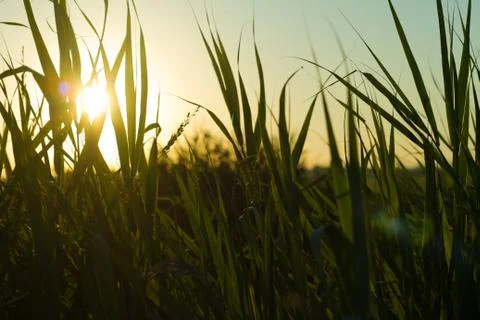 Green grass on backlighting Stock Photos