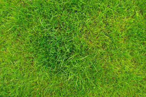Green grass, backstage texture. Thick green grass, a view from above. An 스톡 사진