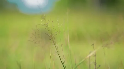 Green grass backward slider movement 動画素材 43243901
