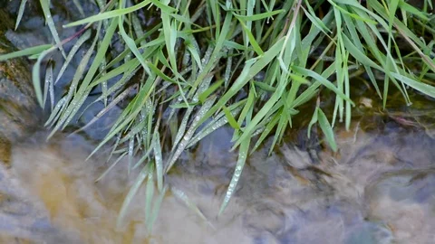 Green grass on the banks of a small pond in the open air Stock Footage 91682995