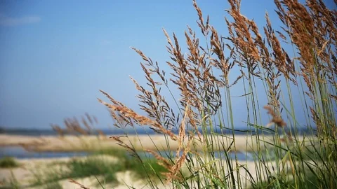 Green grass on the beach. Stock Footage 92915539
