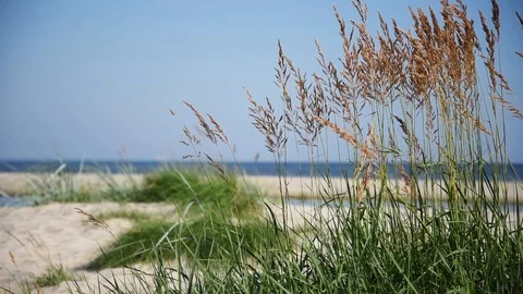 Green grass on the beach. Stock Footage 92915579