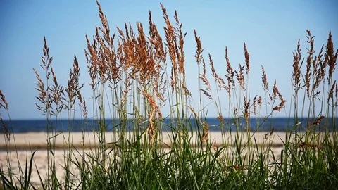Green grass on the beach. Stock-Footage 92915594