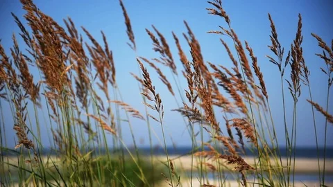 Green grass on the beach. Stock Footage 92915696