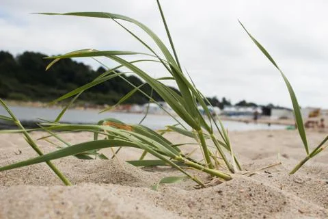 Green grass on beach Stock Photos