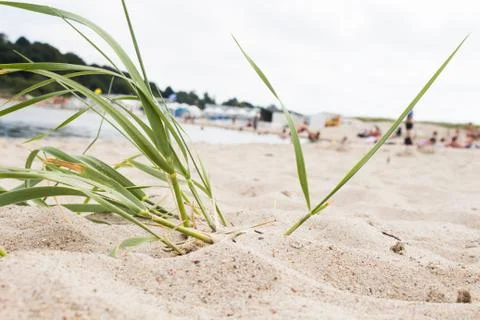 Green grass on beach Stock Photos