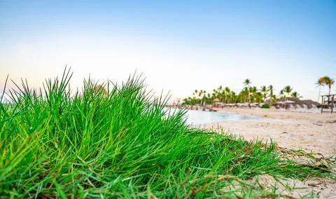 Green grass on the beach Stock Photos